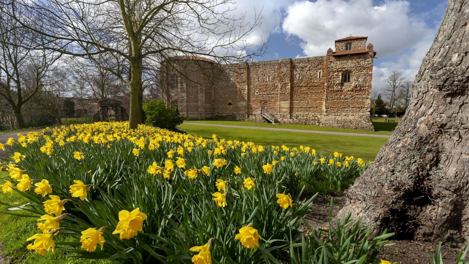 Colchester Castle during spring time surrounded by daffodils